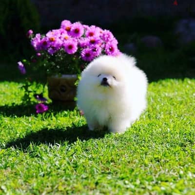 Whatsapp. . . +971 502479570 Adorable Pomeranian Puppies