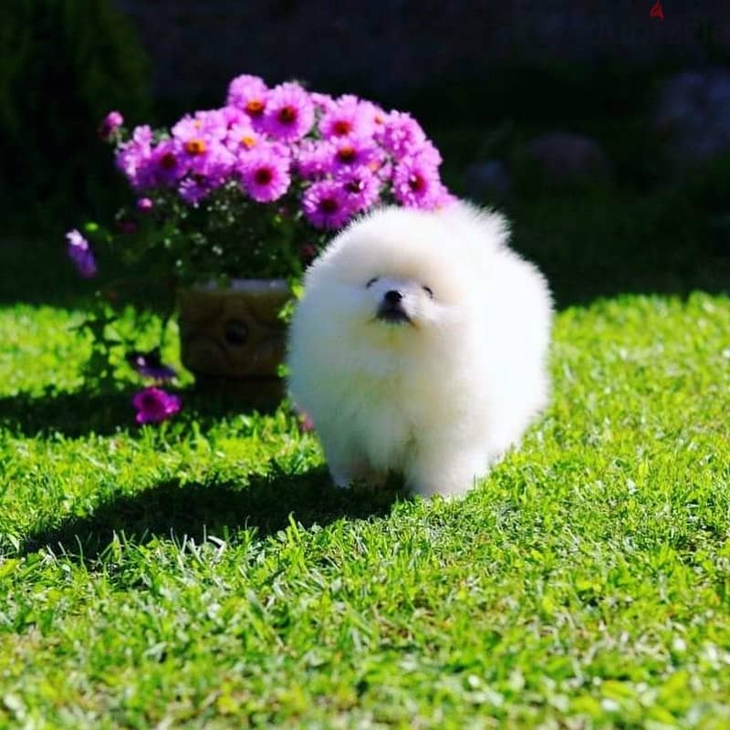 Whatsapp. . . +971 502479570 Adorable Pomeranian Puppies 0