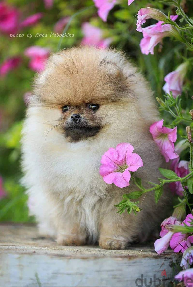 Whatsapp. . . +971 502479570 Adorable Pomeranian Puppies 1