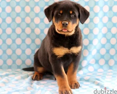 Whatsapp Me +966588993320 Rottweiller Puppies