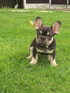 Whatsapp Me +972555074990 French Bulldog Puppies 0