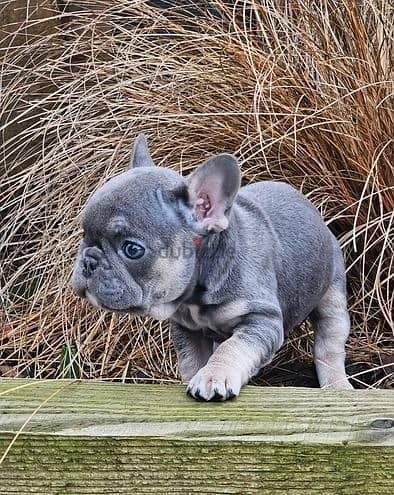 Whatsapp Me +972555074990 French Bulldog Puppies 1