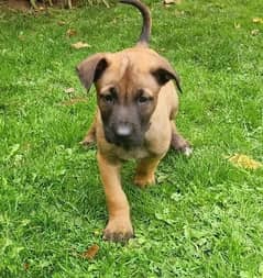 Whatsapp Me +966583921348 Belgian Malinois Puppies 0