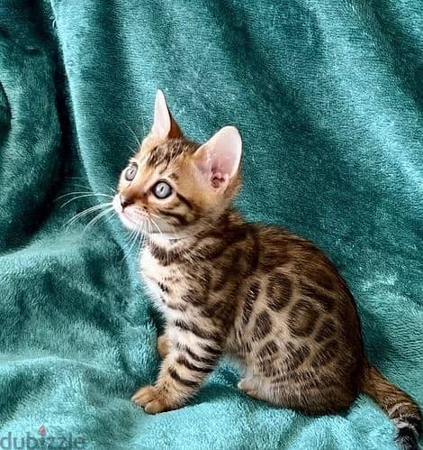 Whatsapp Me +972555074990 Bengal Cats 1