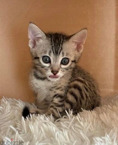 Whatsapp Me +972555074990 Bengal Cats 0