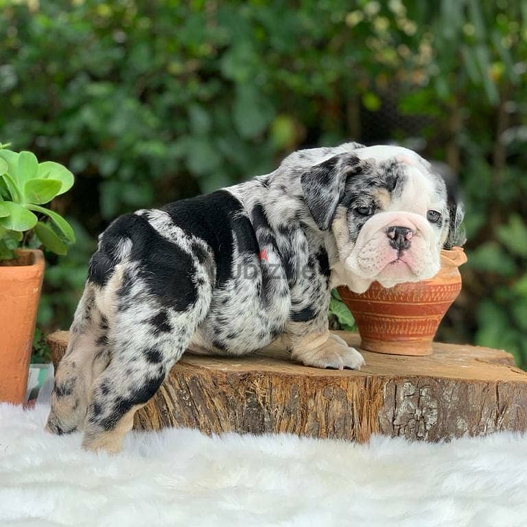 English Bulldog Puppies 0