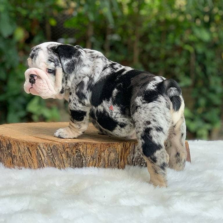 English Bulldog Puppies 1