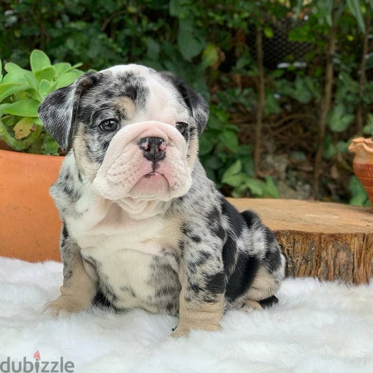 English Bulldog Puppies 2