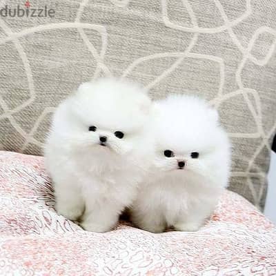 Pome_ranian Puppies