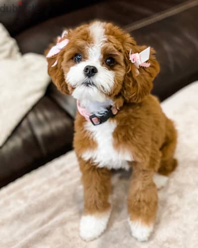 Cavapoo