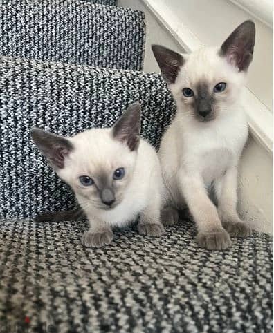 Whatsapp Me +966583921348 Siamese Cats 1