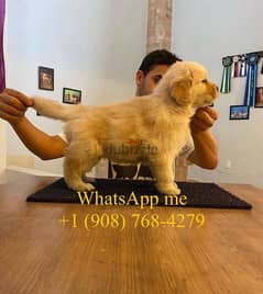 Golden retriever for sale 0