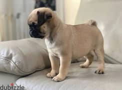 Male pug for sale 0