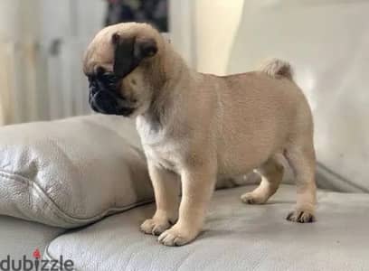 Male pug for sale