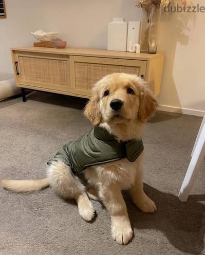 Golden retriever for sale