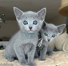 Whatsapp Me +966588993320 Rus-sian Blue Cats 0