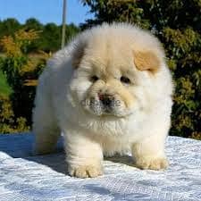 Chow Chow Puppies// Whatsapp +971552543679 0