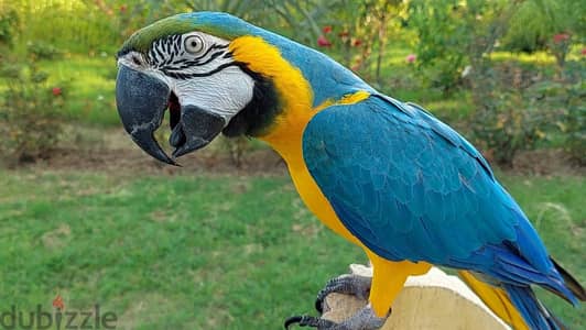 macaw