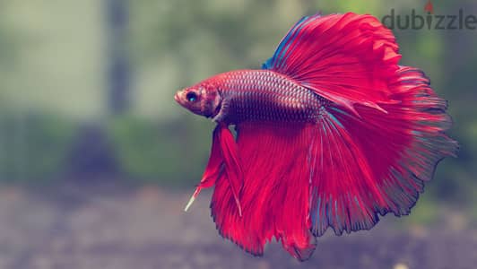 Betta fish for sale