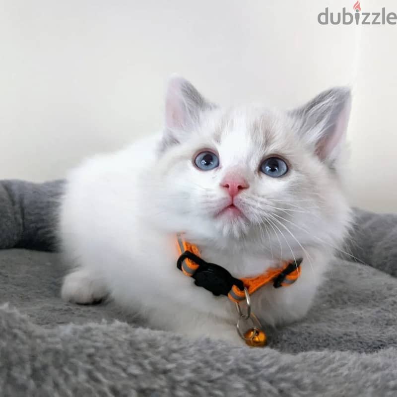 RAGDOLL KITTEN 0