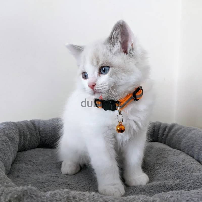 RAGDOLL KITTEN 1