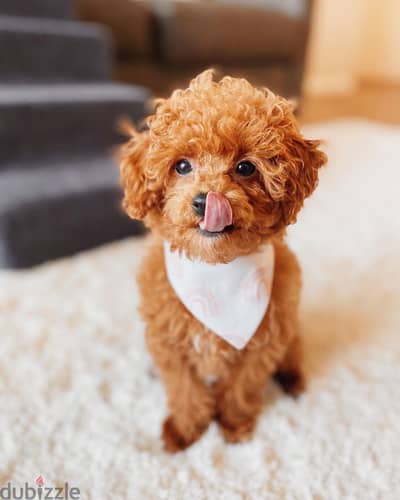 toy poodle puppies for sale