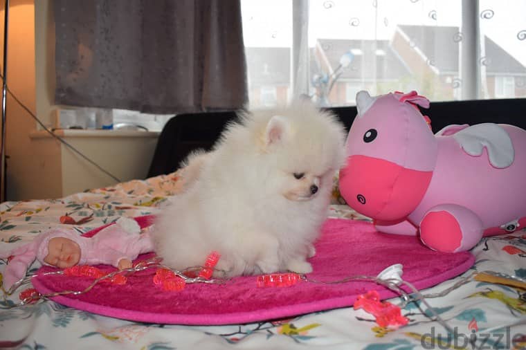 Pomeranian puppies for sale 1