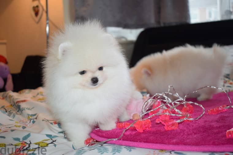 Pomeranian puppies for sale 2