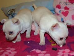 Chihuahua Puppies Available 0