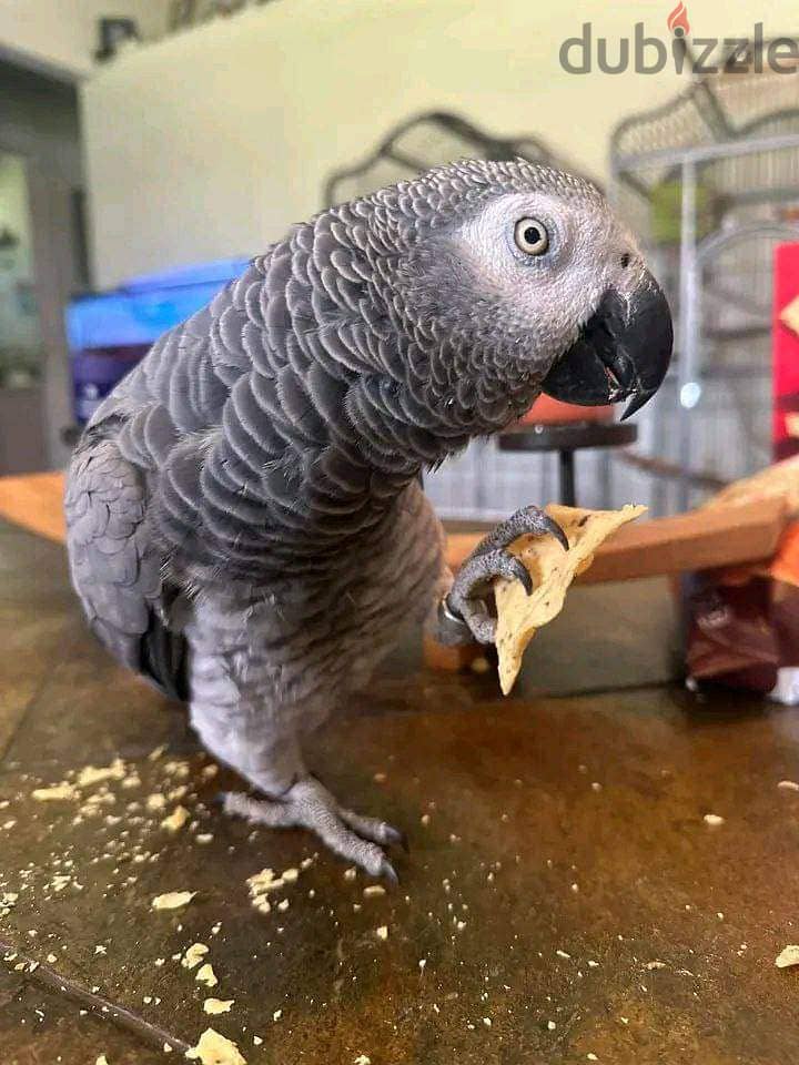 whatsApp. . +971 502479570 handreared baby Macaw parrots 1