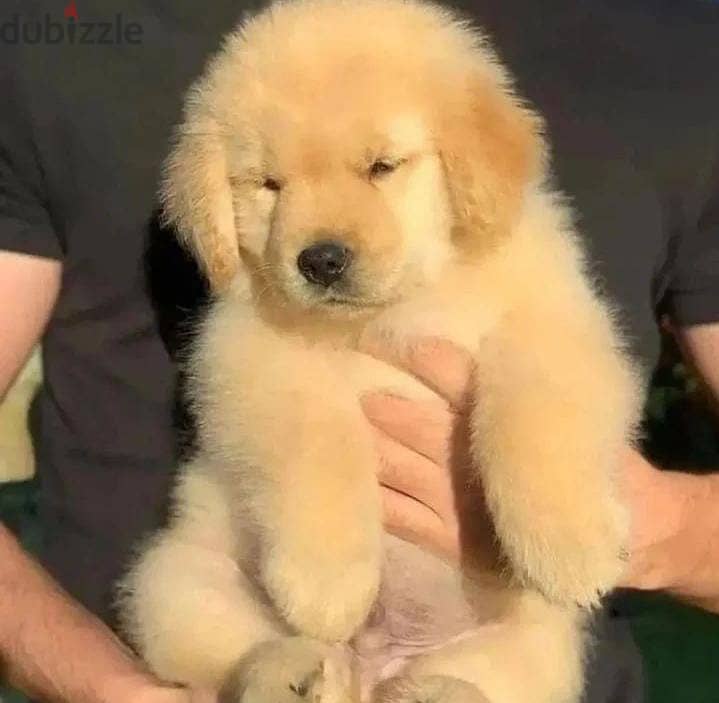 Golden Retriever Puppy 0