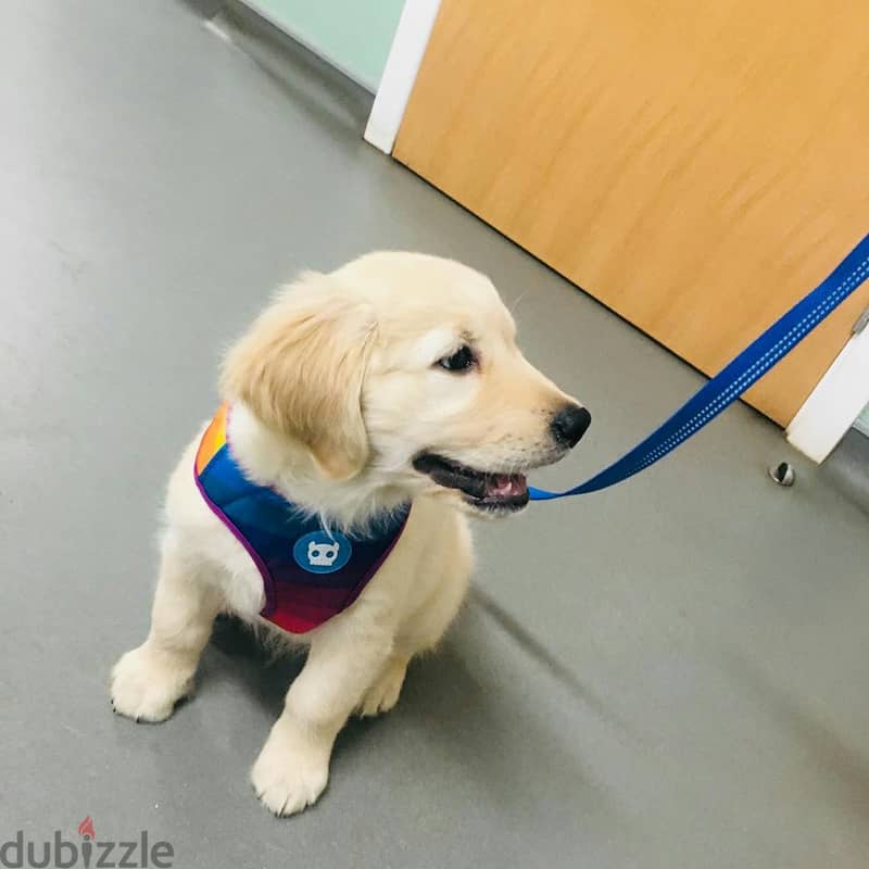 Golden Retriever Puppy 1