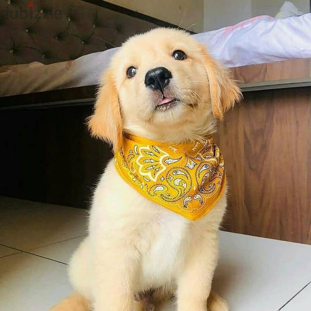 Golden Retriever Puppy 2