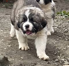 Whatsapp Me +966588993320 Caucasian Shepherd Puppies 0