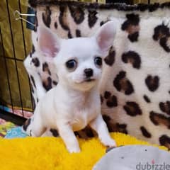 Chihuahua puppies 0