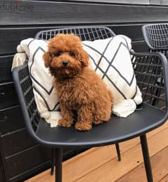 Poodle puppies available 0