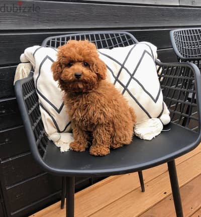 Poodle puppies available