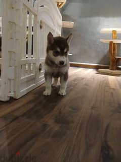 Siberian husky 0