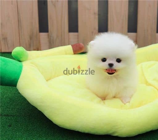 2 Healthy Teacup pom puppies for Adoption/Sale 1