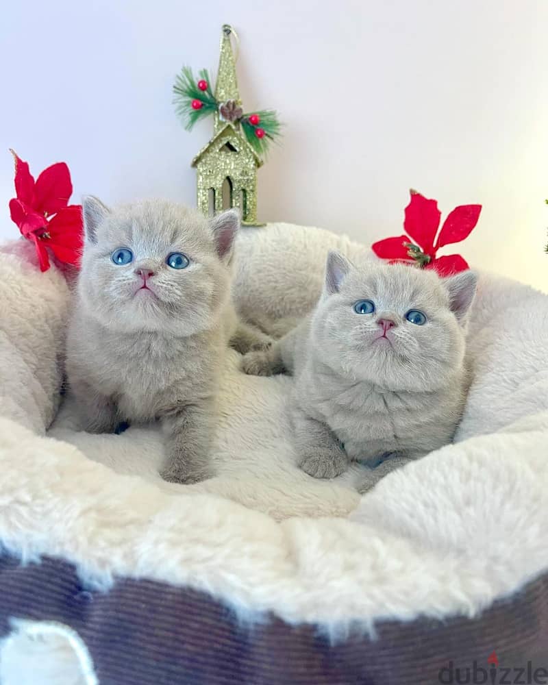 Gorgeous Male and Female British Shorthair Kitten For Sale. 0