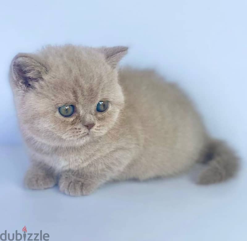 Gorgeous Male and Female British Shorthair Kitten For Sale. 1