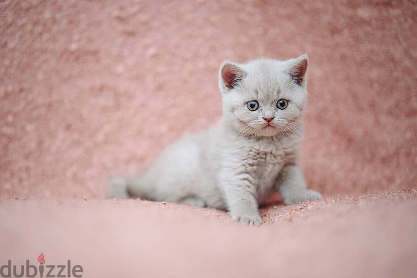 Gorgeous Male and Female British Shorthair Kitten For Sale. 2