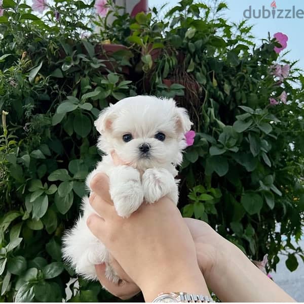 Maltese puppy for sale 1