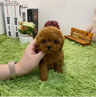 Female Poodle for sale