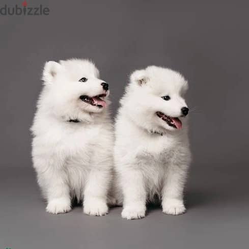 Whatsapp Me +972555074990 Samoyed Puppies 1