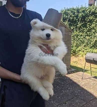 Whatsapp Me +972555074990 Samoyed Puppies 0