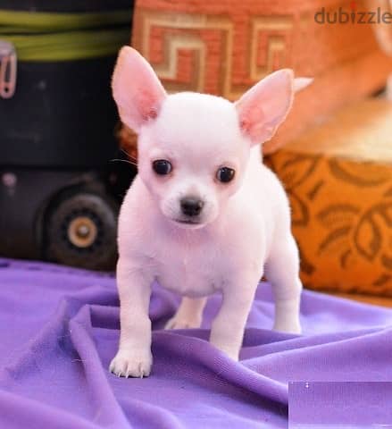 Whatsapp Me +972555074990 Chihuahua Puppies 0