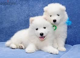 Samoyed Puppies// Whatsapp +971552543679 0