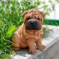 Shar Pei puppies//Whatsapp +971552543679 0