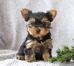 yorkshire terrier puppies// Whatsapp +971502618837 0